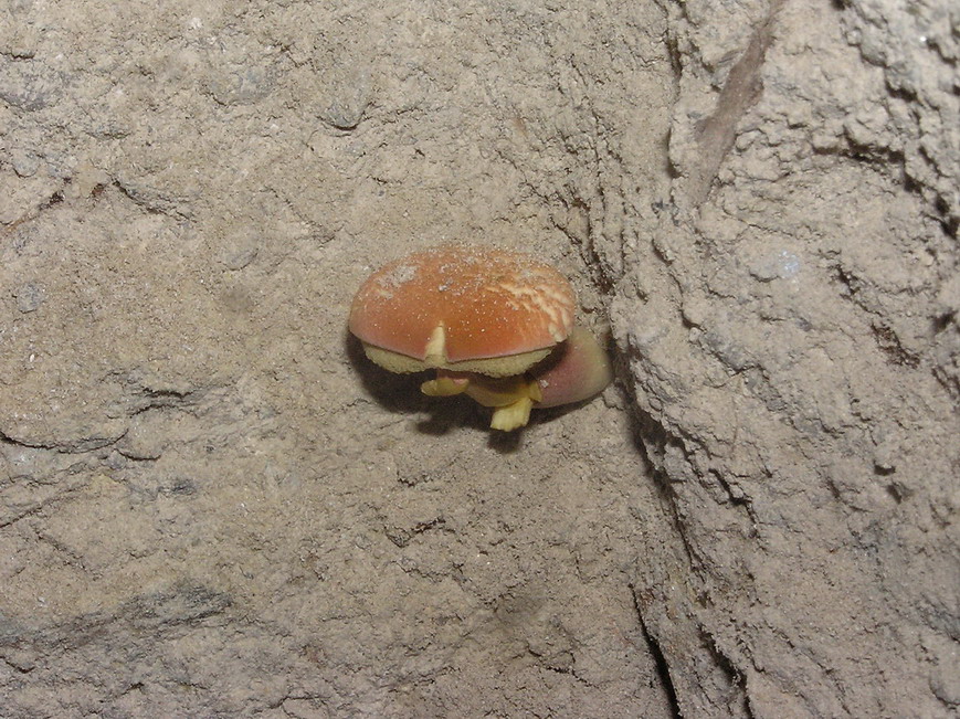 fungo nel muro 2